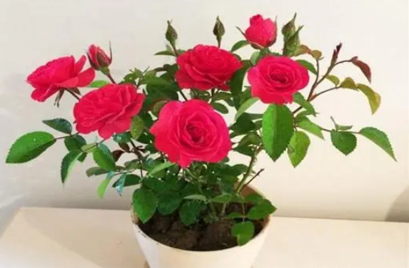玫瑰花什么时候种植最好