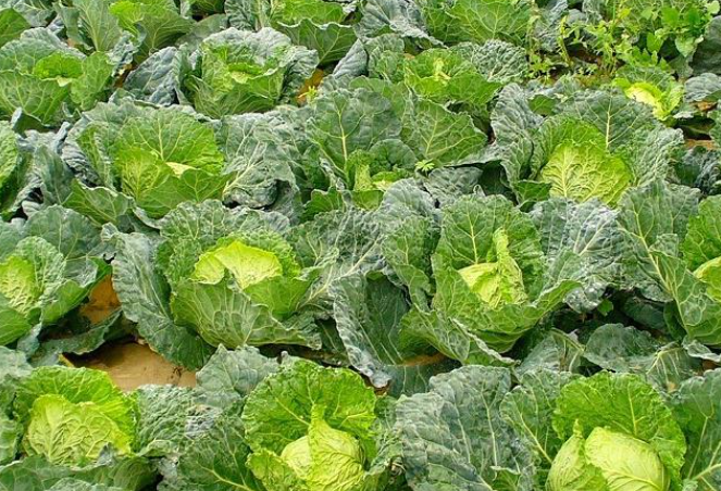 圆白菜什么时候种植最好