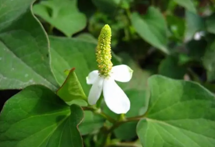 鱼腥草什么时候种植最好