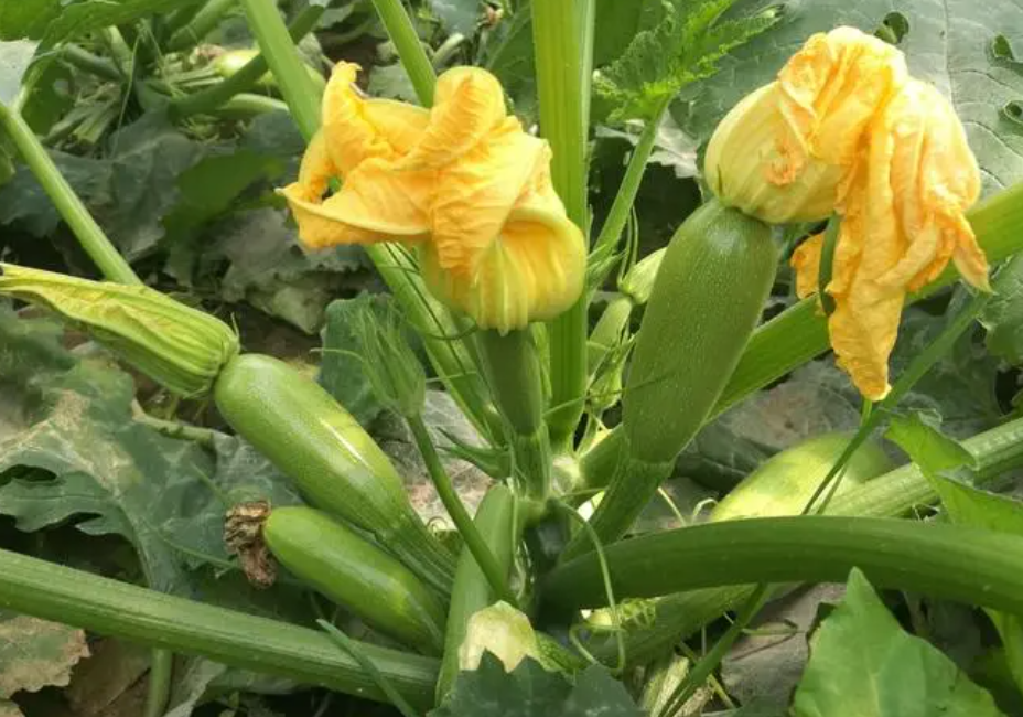 西葫芦什么时候种植最好