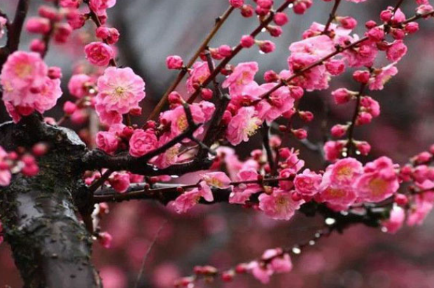 梅花什么时候种植最好