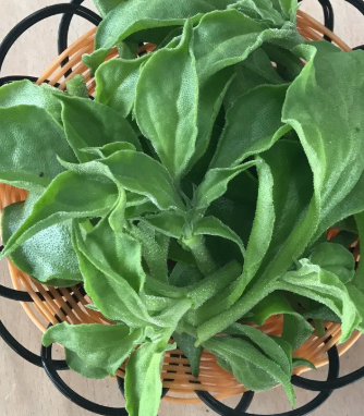冰菜什么时候种植最好
