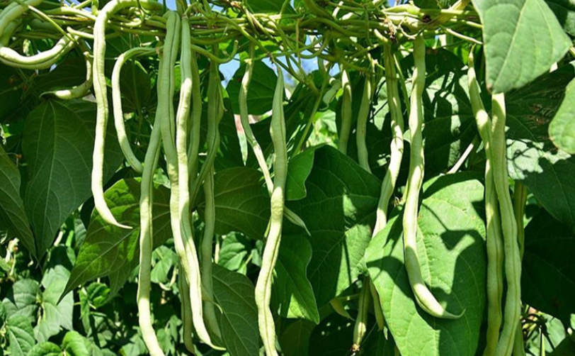豆角什么时候种植最好