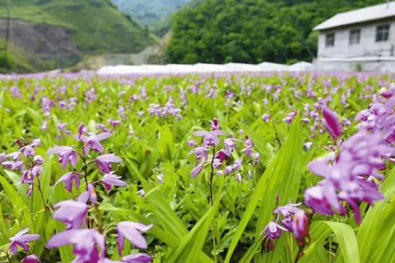 白芨种植时间与生长周期