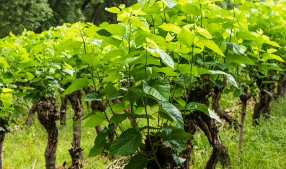 桑树种植时间与生长周期