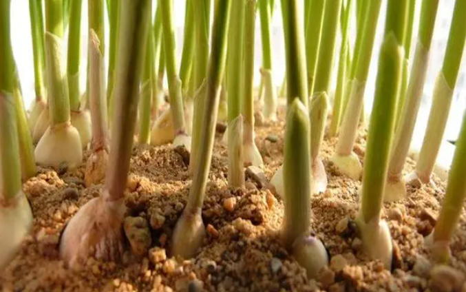 大蒜种植时间与生长周期