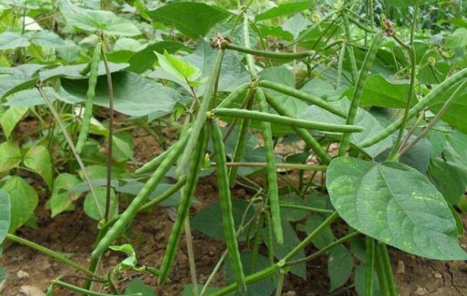 绿豆什么时候种植最好