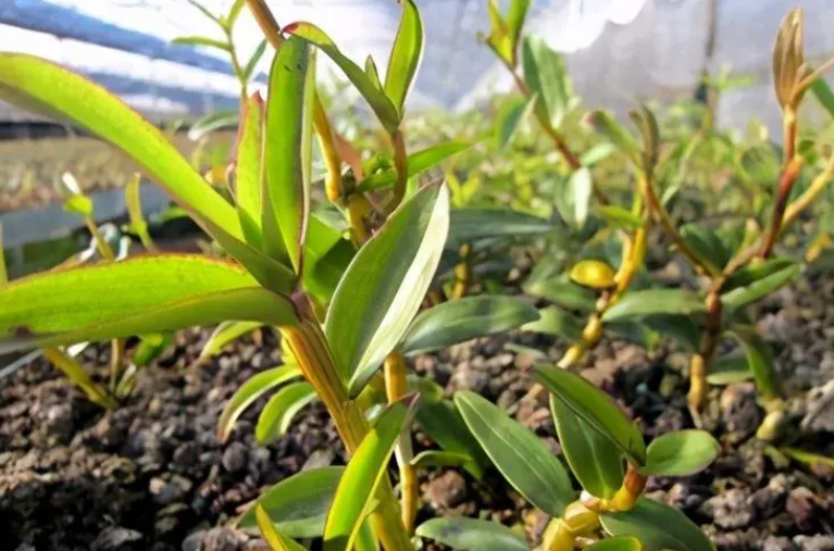 铁皮石斛什么时候种植最好