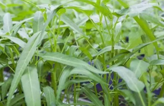 空心菜什么时候种植最好