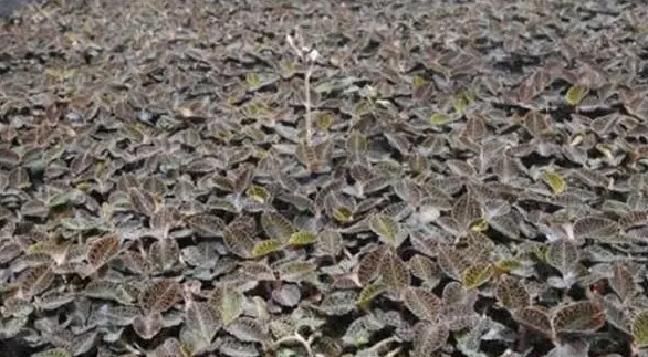 金线莲种植时间与生长周期