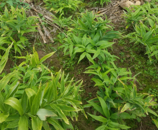 黄精什么时候种植最好