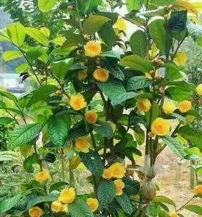 怎么种金花茶？