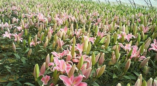 百合什么时候种植最好