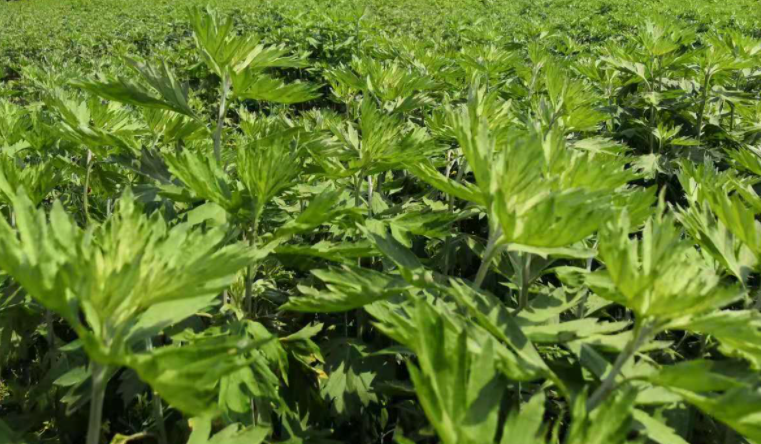 艾草什么时候种植最好