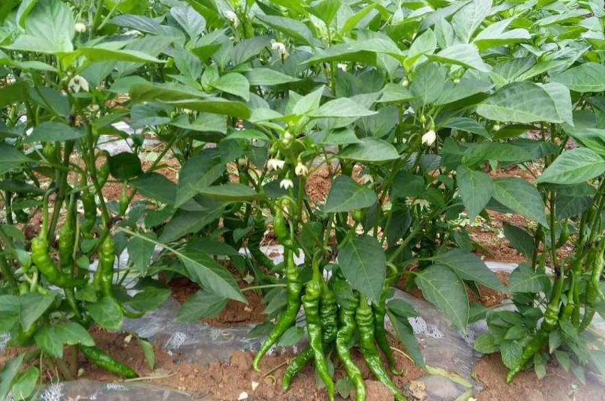 辣椒种植时间与生长周期