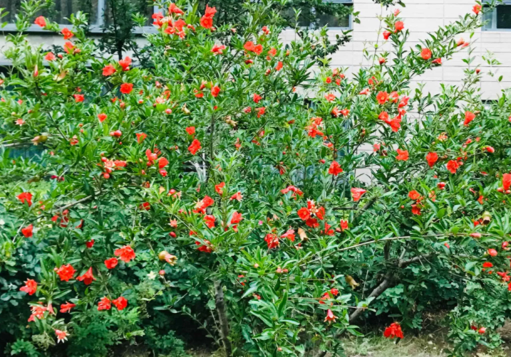 石榴花喜水吗
