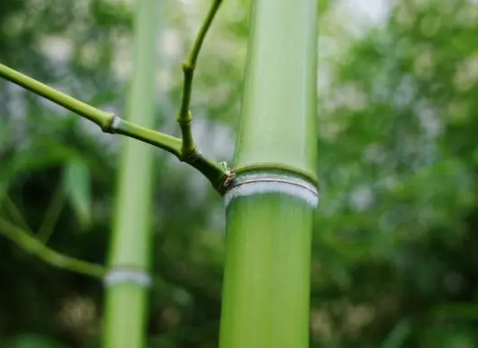 竹子什么时候种植最好