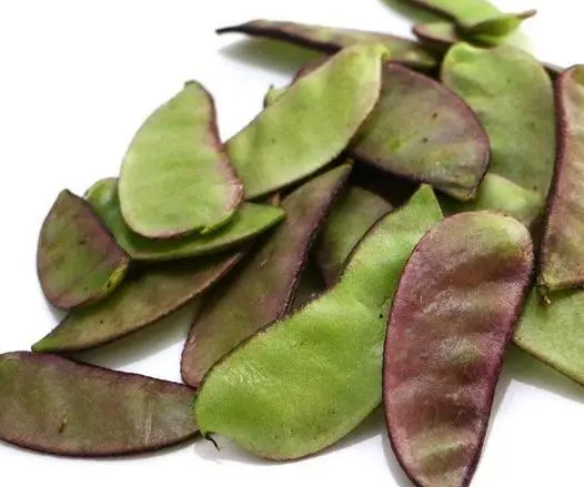 扁豆种植时间与生长周期如何