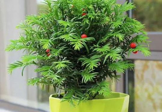 红豆杉耐涝吗