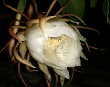 昙花种植时间与生长周期如何