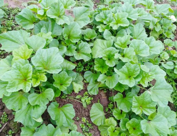 冬苋菜什么时候种植最好