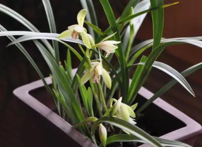 兰花什么时候种植最好
