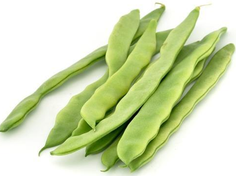 芸豆种植时间与生长周期如何