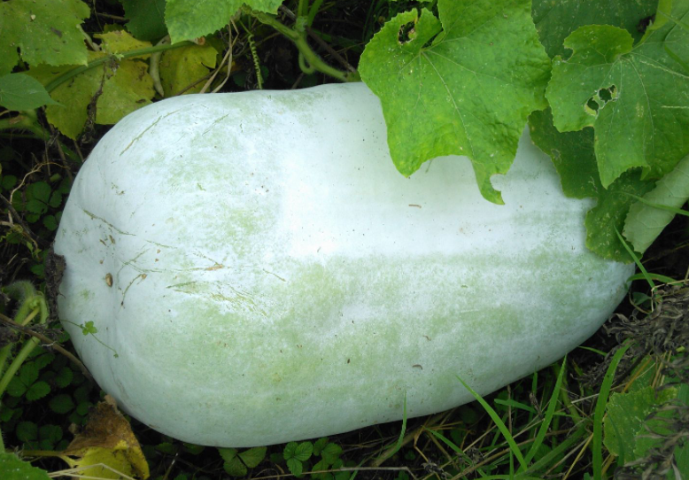 冬瓜什么时候种植最好