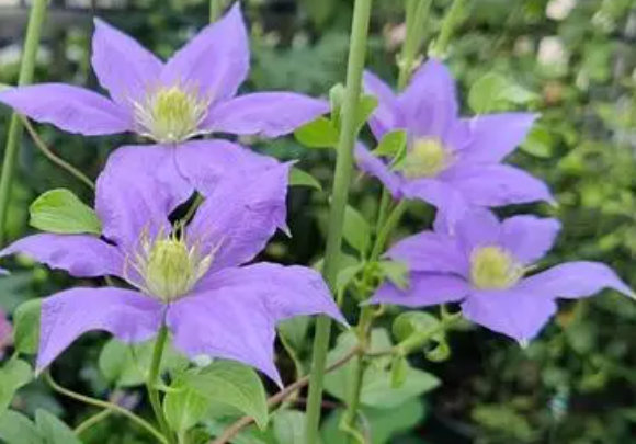 菜心什么时候种植最好