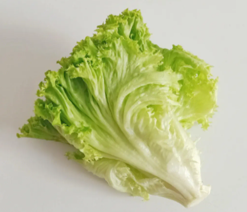 生菜什么时候种植最好