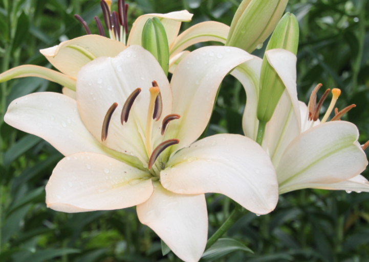 百合花什么时候种植最好