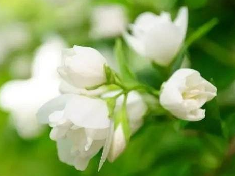 茉莉花种植时间与生长周期如何