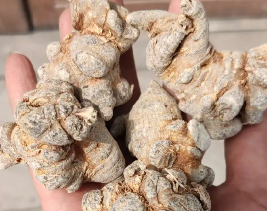 三七种植时间与生长周期如何