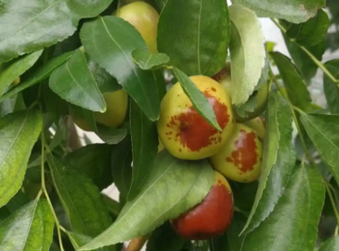 枣树种植时间与生长周期如何