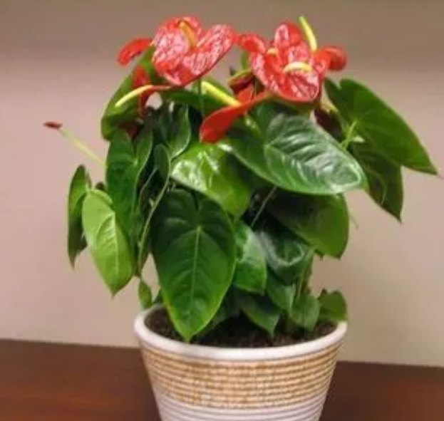 红掌耐旱吗