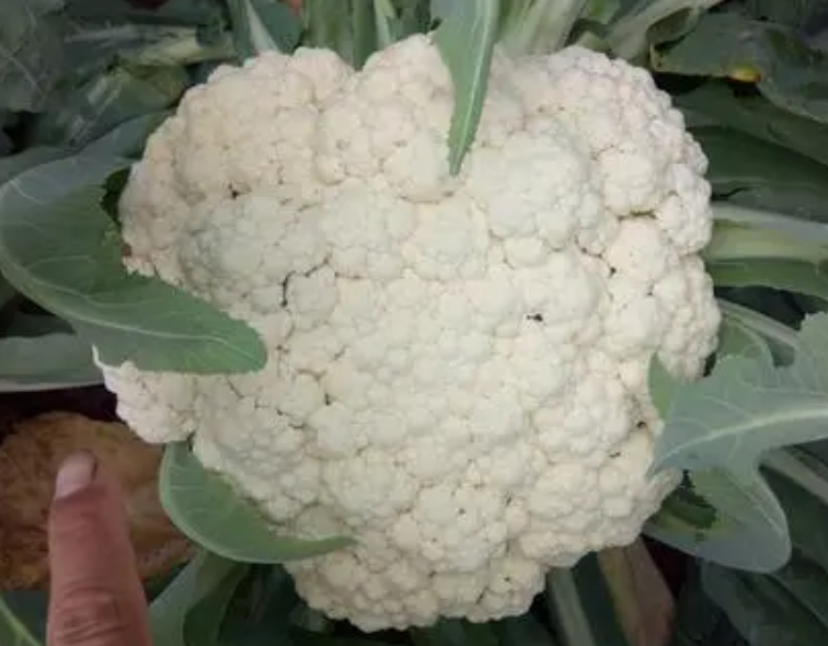花菜种植时间与生长周期如何