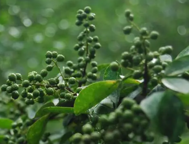 花椒种植时间与生长周期如何