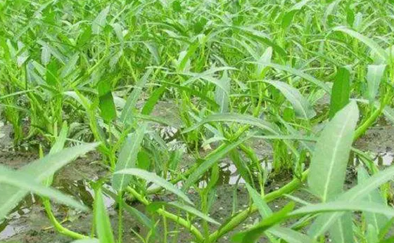 空心菜种植时间与生长周期
