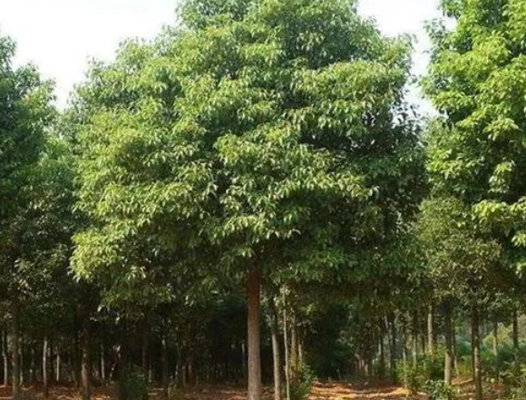 香樟树耐涝吗
