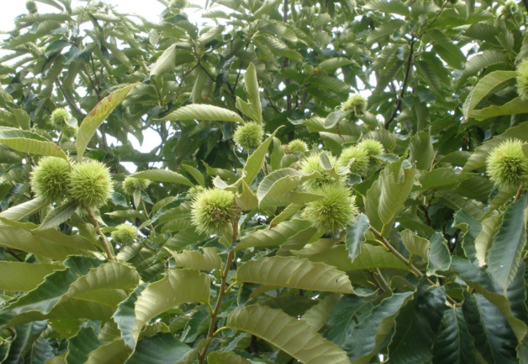 板栗种植时间与生长周期