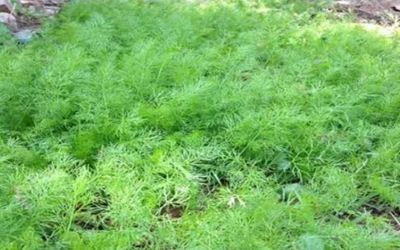 茴香种植时间与生长周期