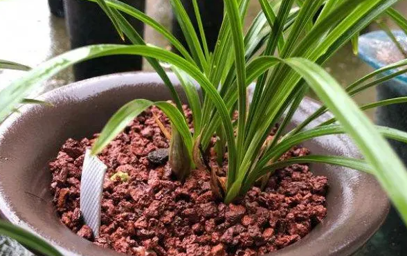 兰花种植时间与生长周期