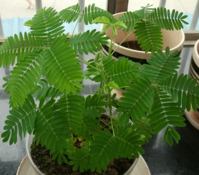 含羞草种植时间与生长周期
