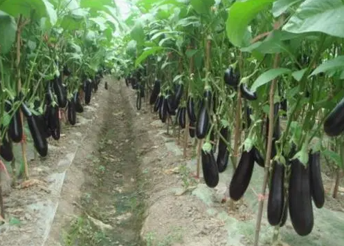 茄子种植时间与生长期 什么时候栽种最好
