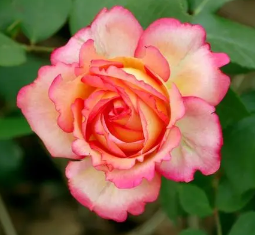 花朵怎么种好看？