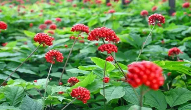 人参种植时间与生长周期
