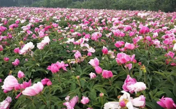 芍药种植时间与生长周期