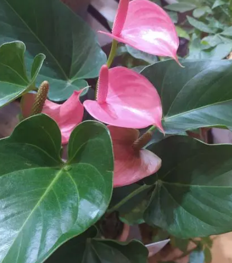粉掌浇水时间和正确方法