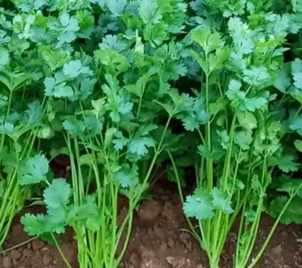 香菜种植时间与生长周期