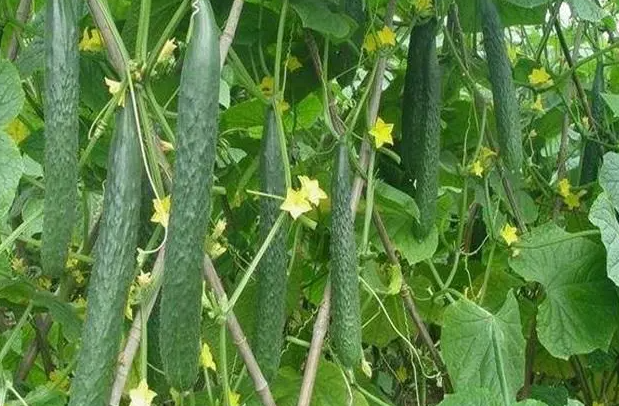 黄瓜种植时间与生长周期